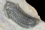 Morocconites Trilobite Fossil - Ofaten, Morocco #85548-5
